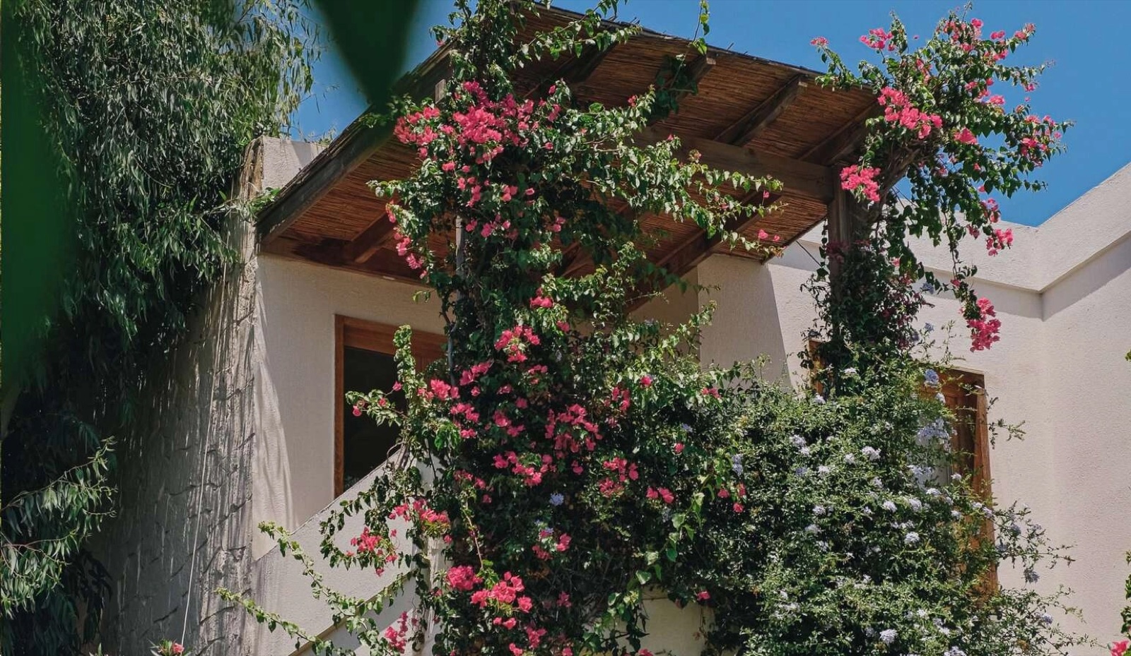 Maçakızı